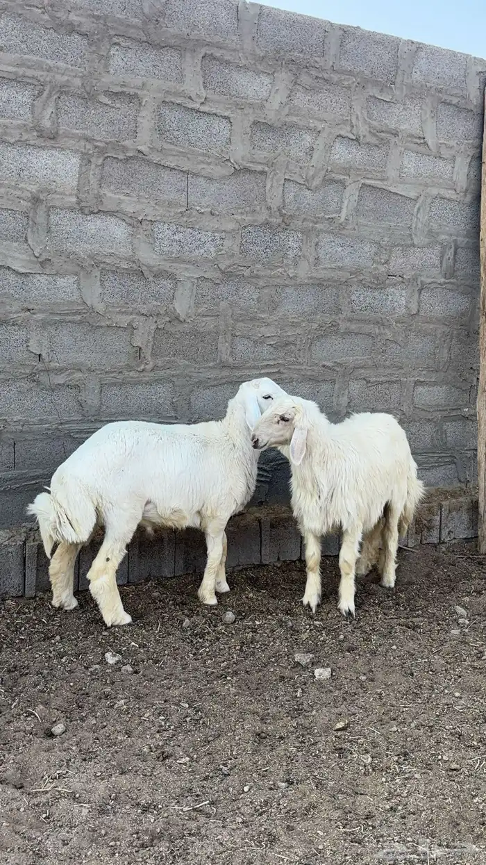 بهم 1