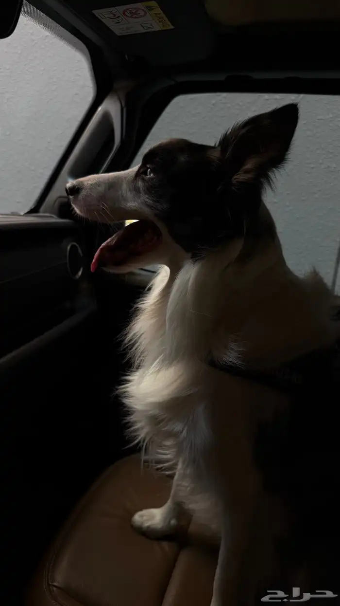 كلب بوردر كولي للتزاوج board collie for breeding 3
