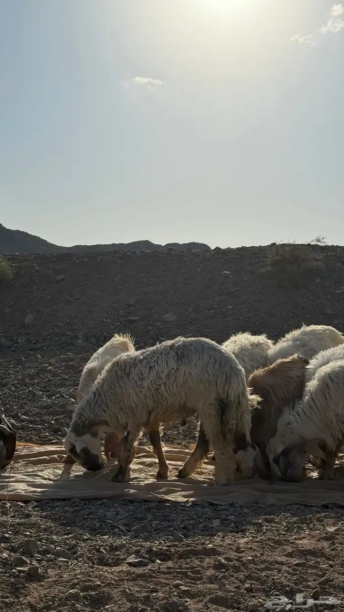 خرفان و تيوس للبيع 5