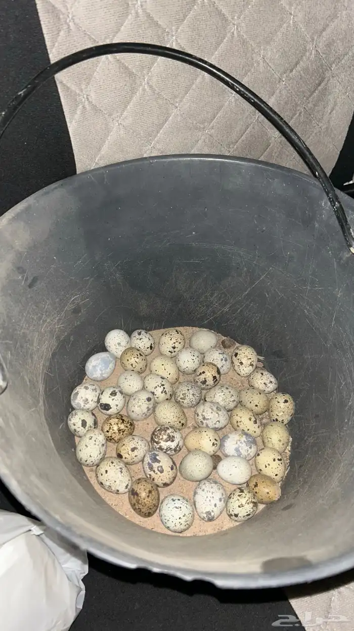 فري - سمان للبيع 4