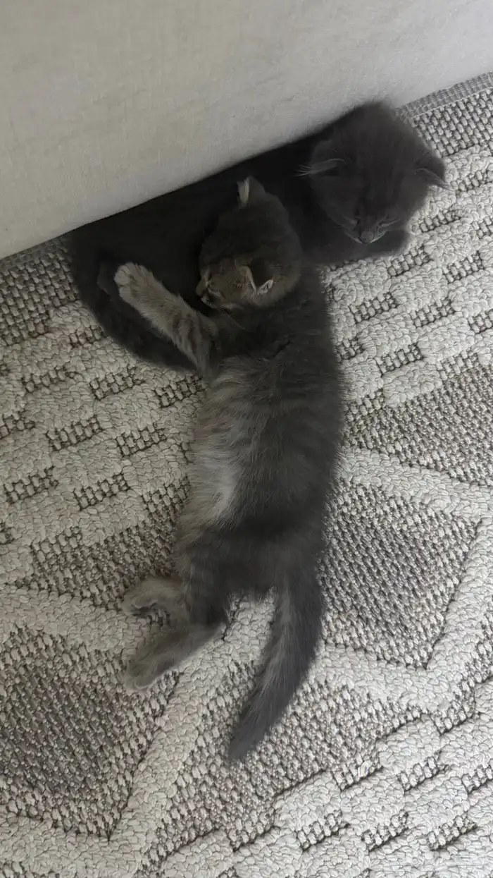 كيتن سكوتش فولد 2