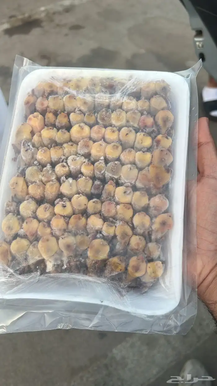 للبيع طيور دخل ( طيور التين ) 0