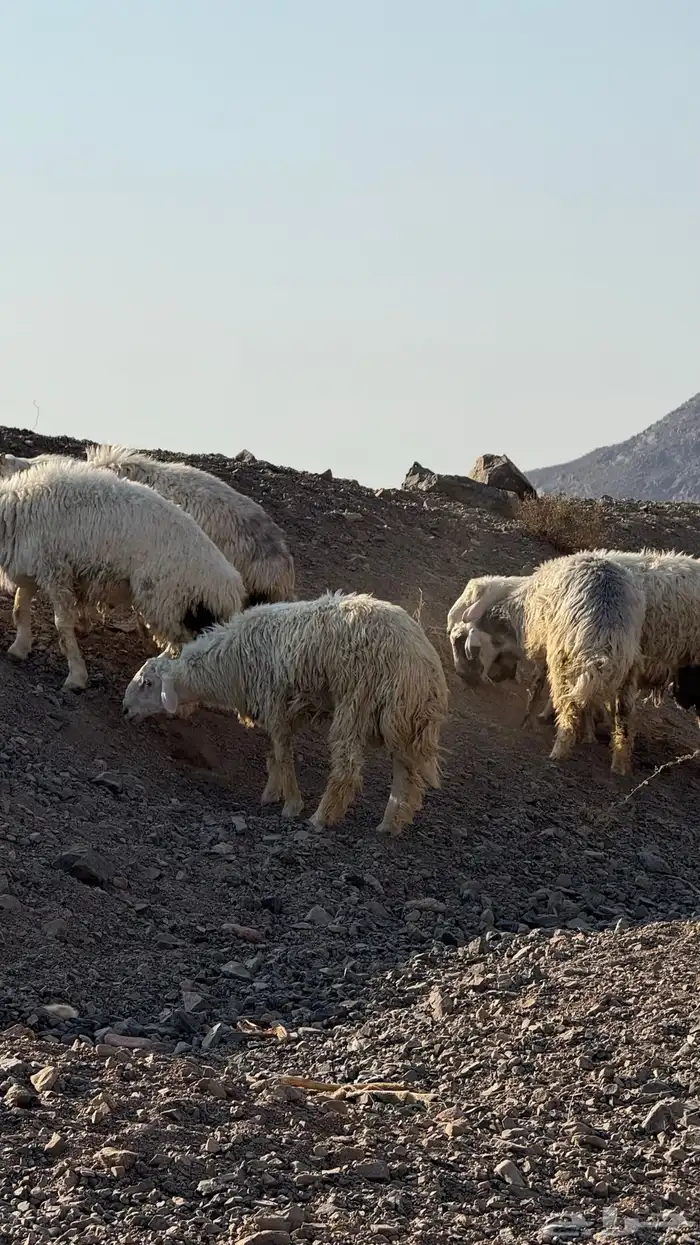 خرفان و تيوس للبيع 0
