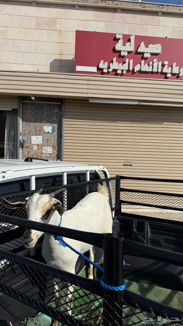 جفره بيشية فاخرة ( تم البيع ) 4