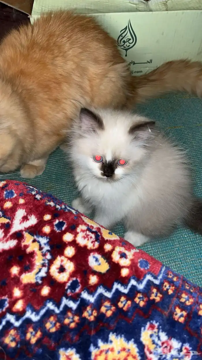 قطوة للبيع النوع شيرازي 1