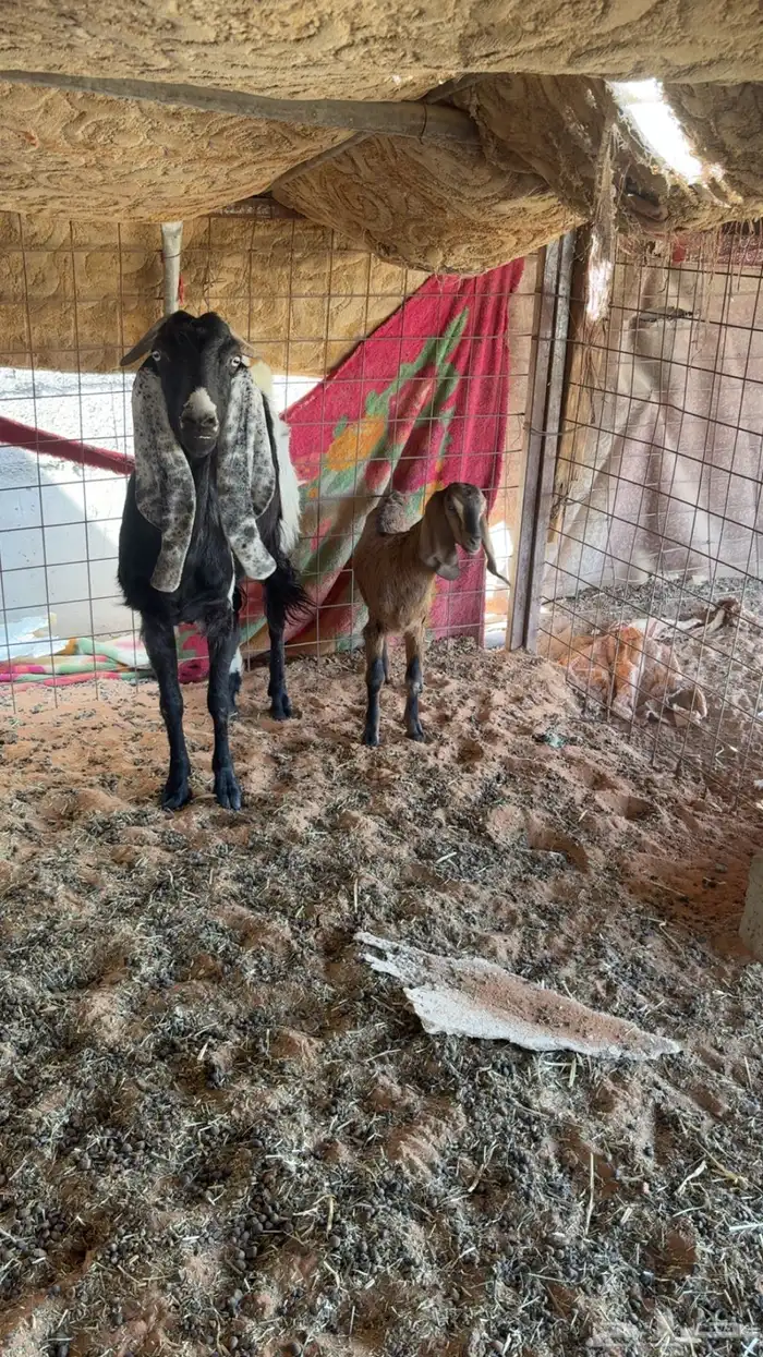 عنز تحته عناق 5