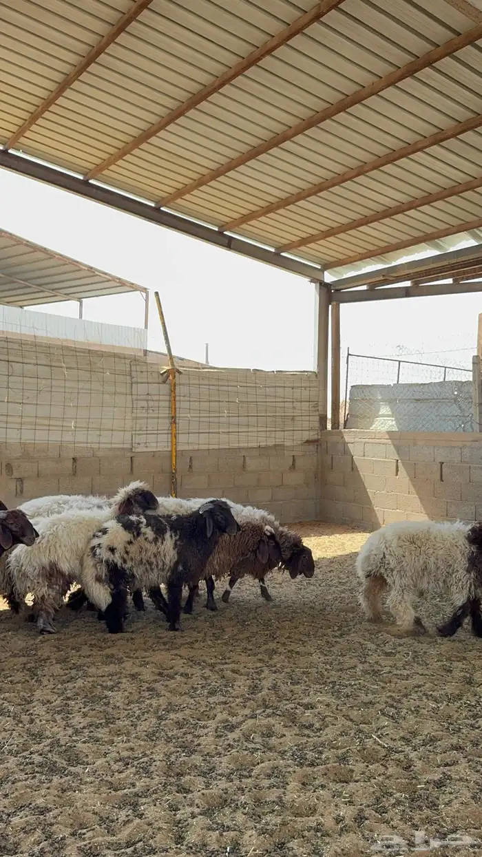 خرفان ورخال نعيم 4