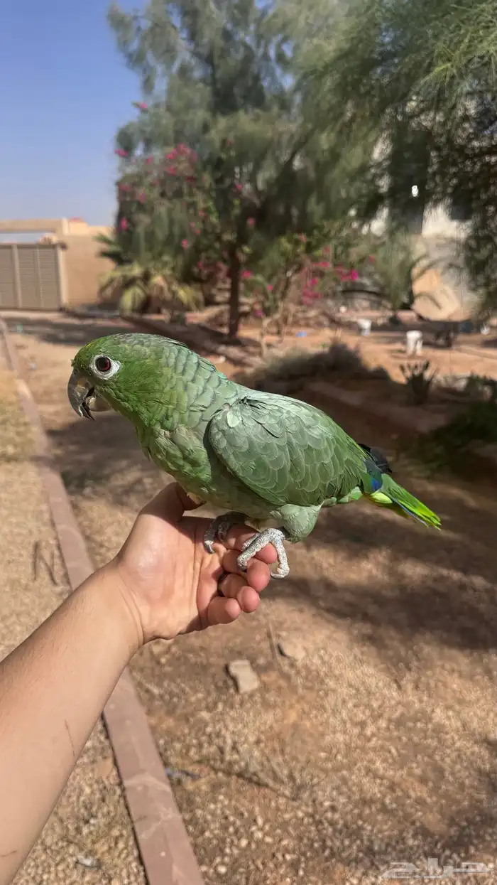 ببغاء امزوني 1