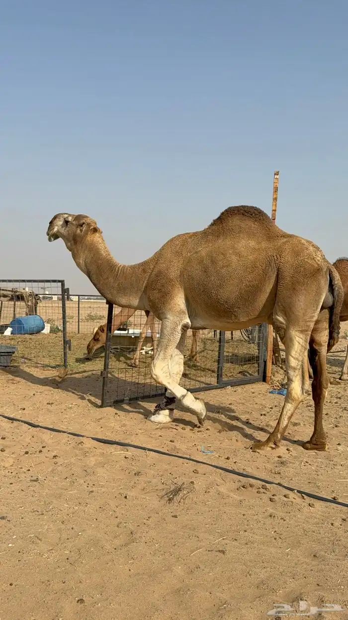 عرض نادر وفاخر للبيع بعير باتلي رباع ابوة الحاكم مشروط 5