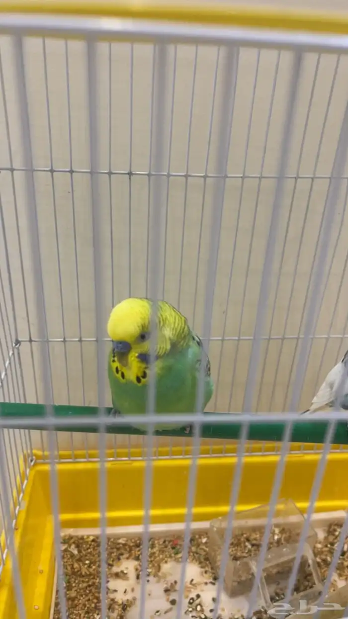 بادجي طيور 1