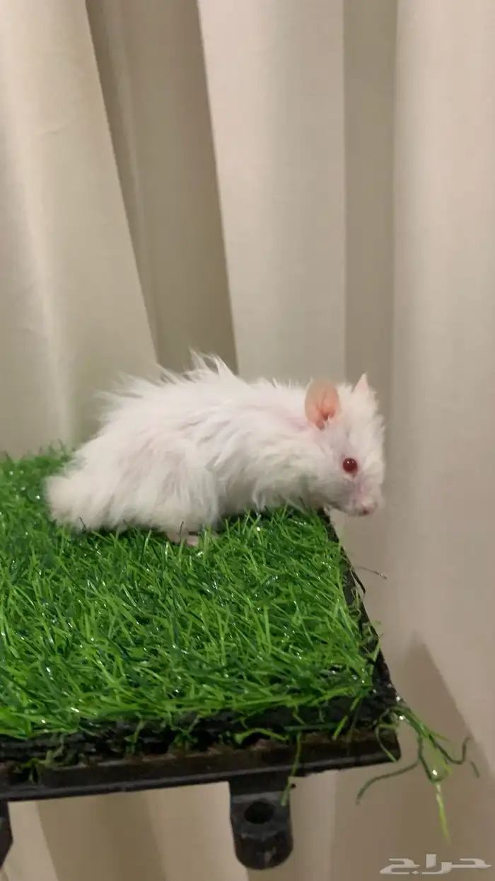 ذكر هامستر   البينو اليف 0