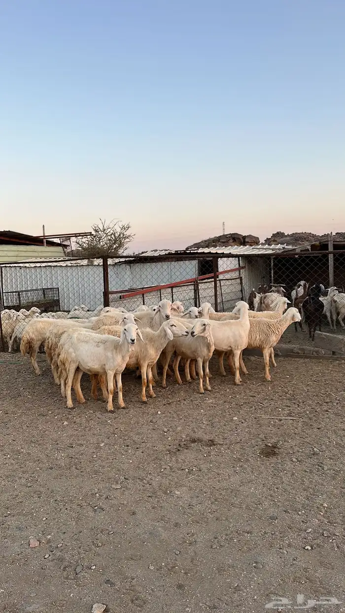 ضان متابيع 2
