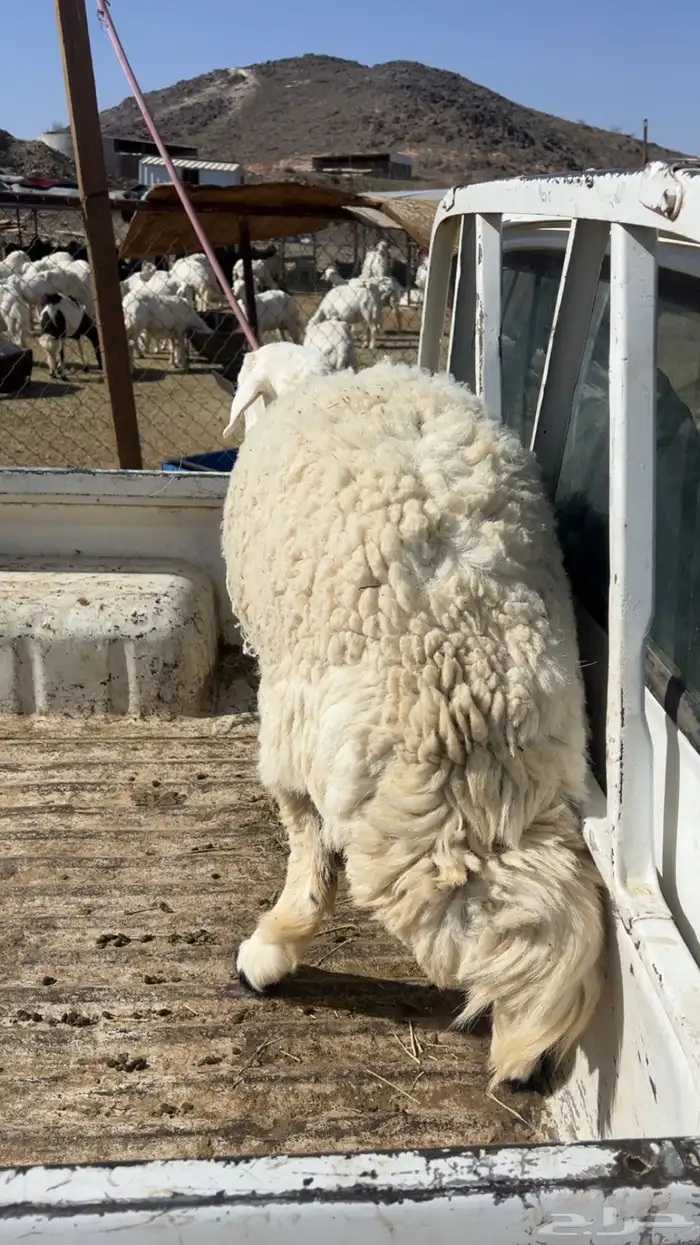 رخل حايل 0