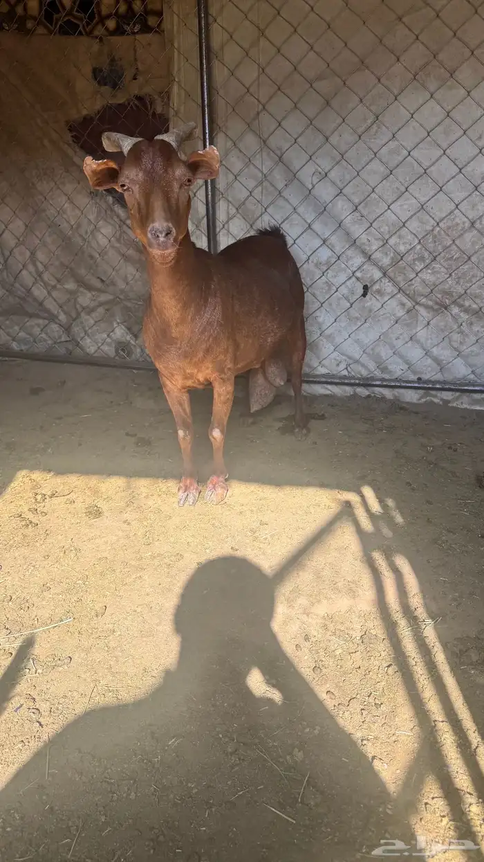 عنز والد 7