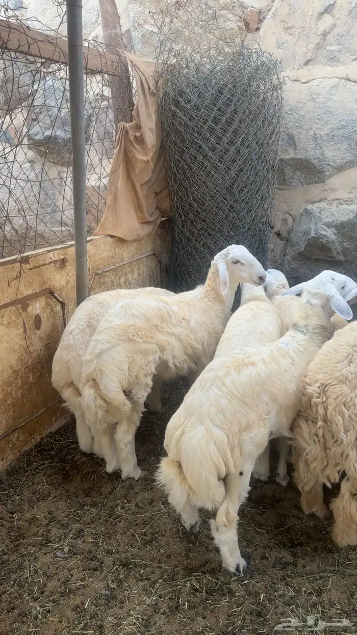 طليان ضيوف وثلاجه 0