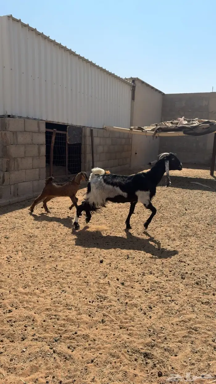 عنز تحته عناق 6