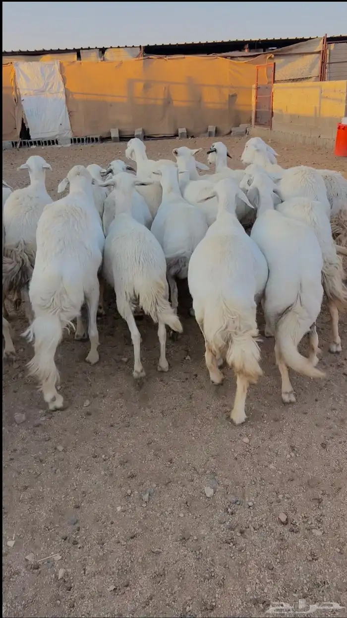 للبيع 24 راس بالفحل دفع حصيب منوة القاني صنف 0