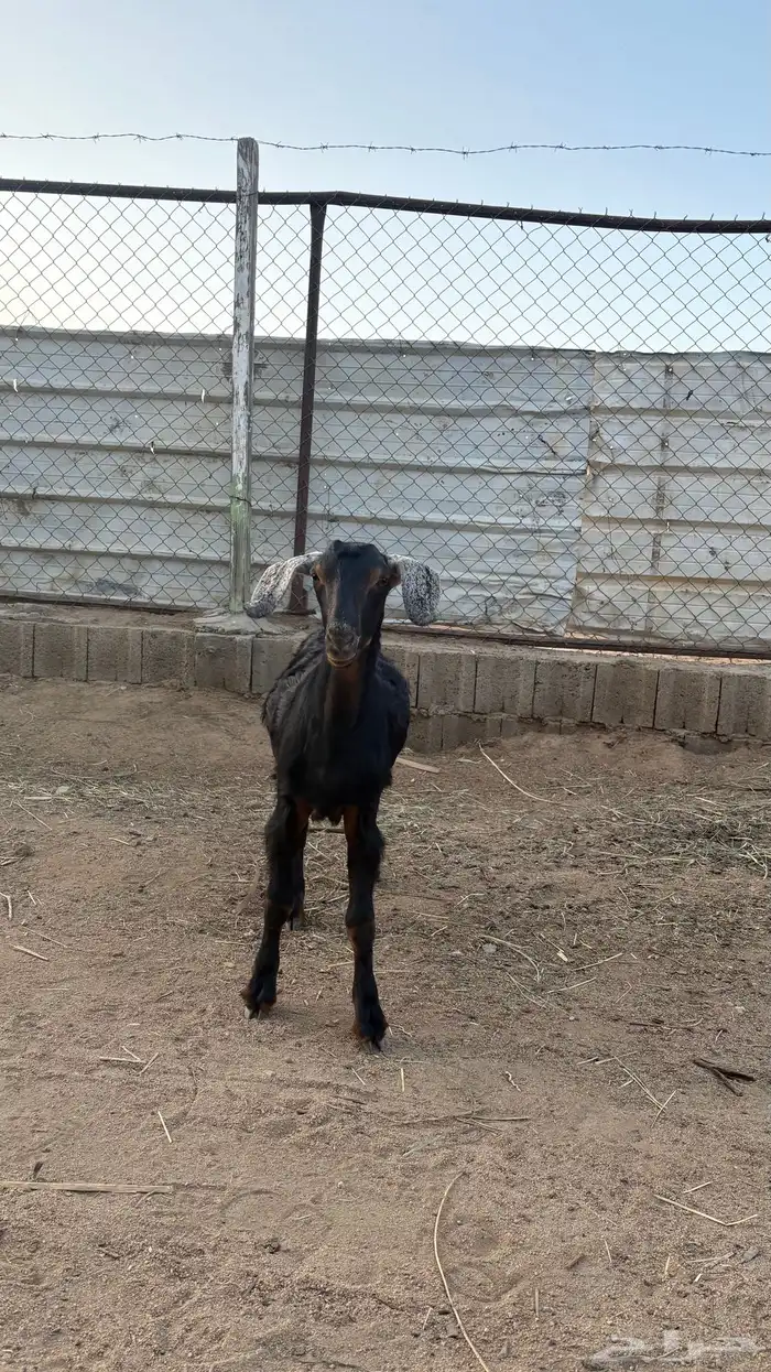 تيس سمين عمره تقريبا  سته اشهر 1