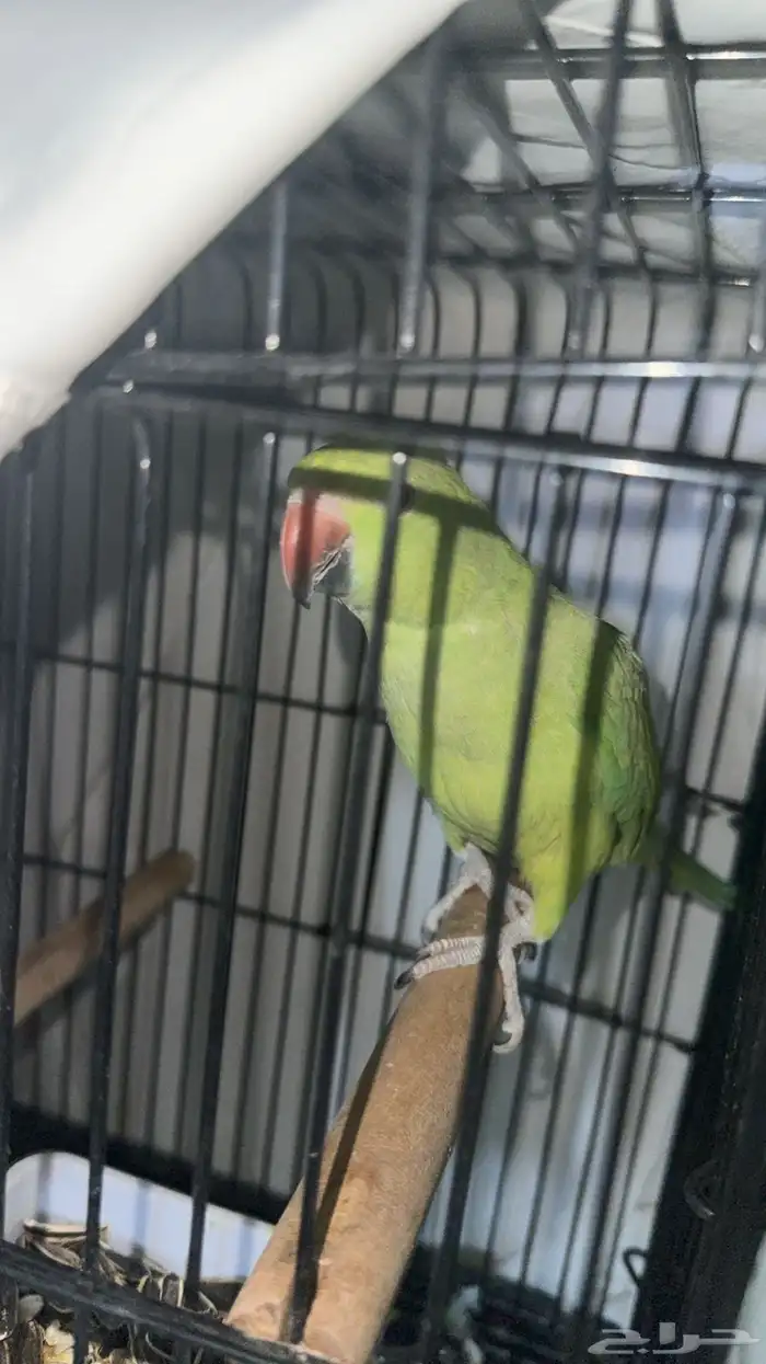 ببغاء الدره 1