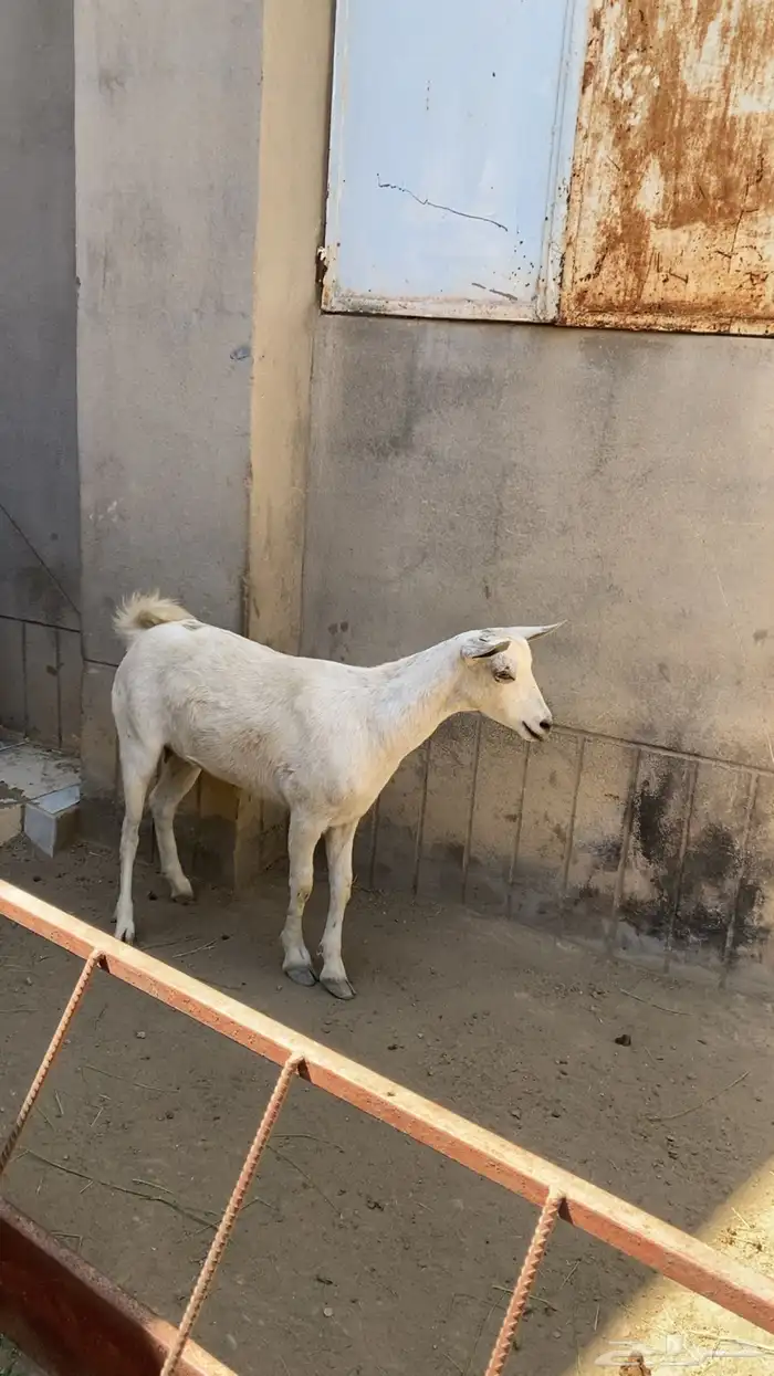 معزا ثنيه حايل 2