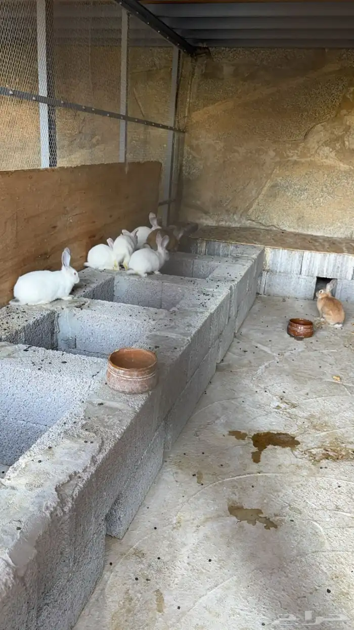 ارانب للبيع 1