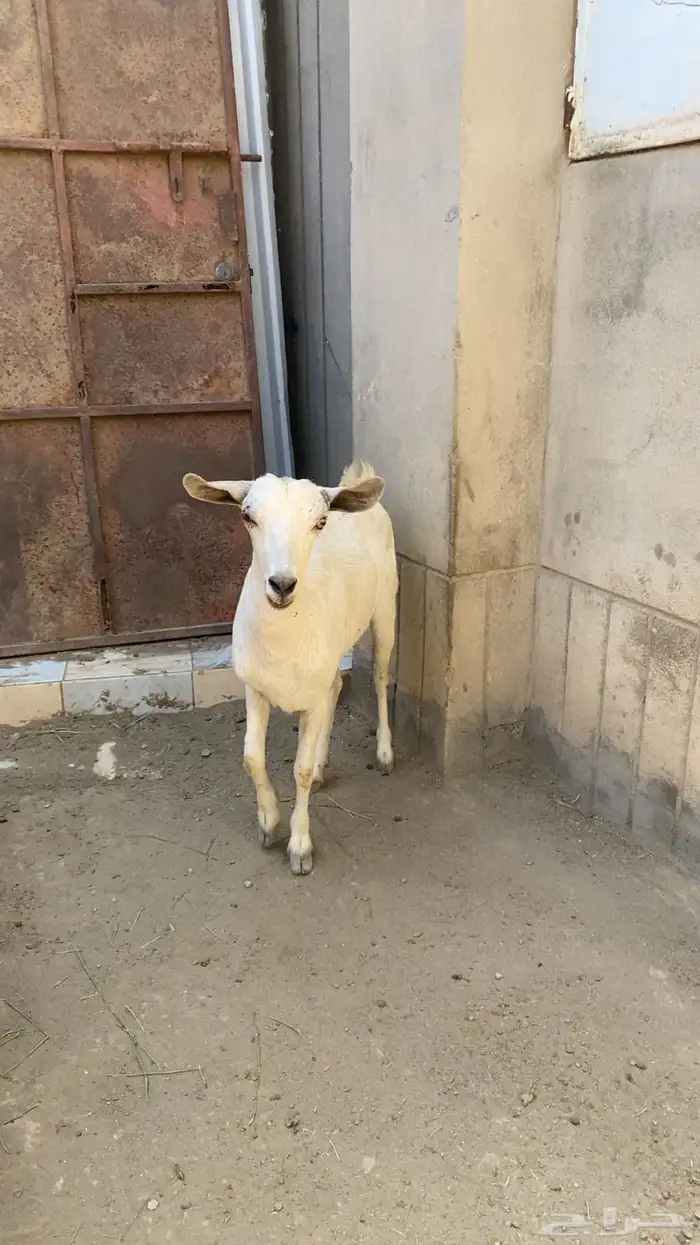 معزا ثنيه حايل 0