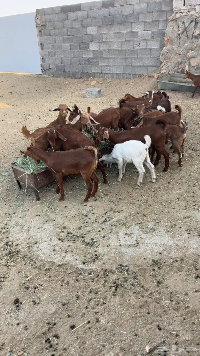 أعرض لكم عرس كفوا 2