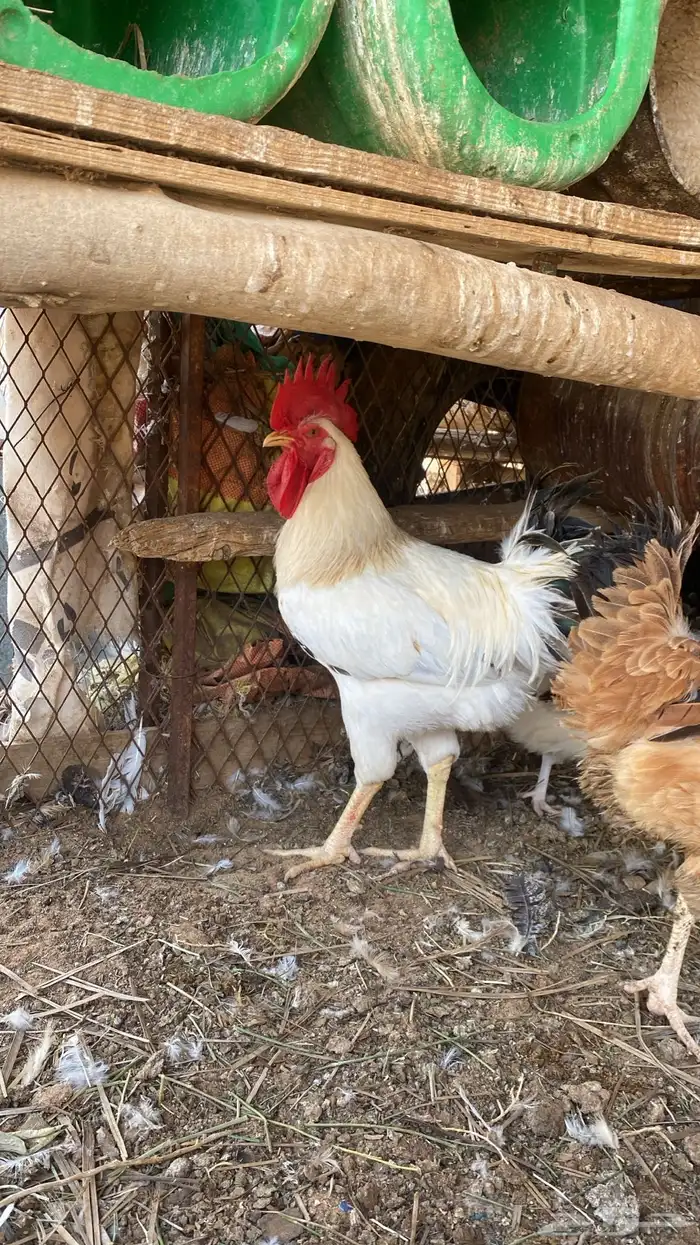 دجاج تركي اصل بياض 1