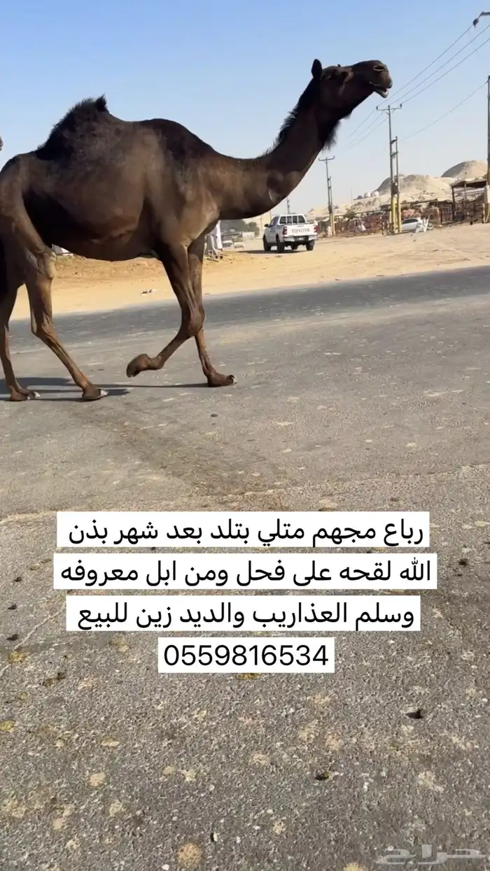 متلي بتلد قريب مجهم 0