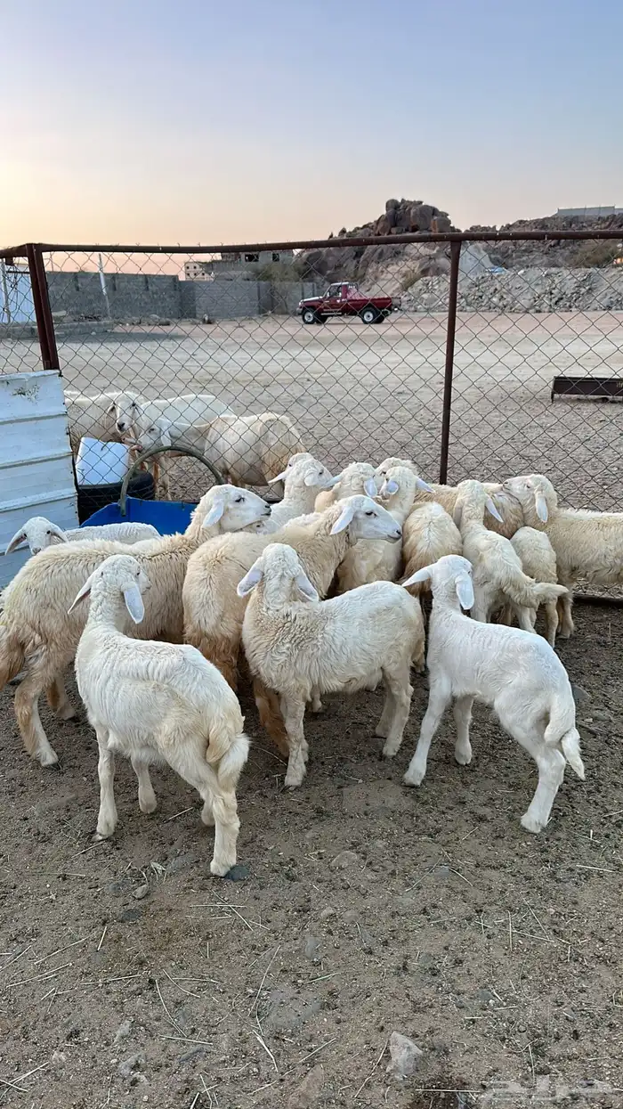 ضان متابيع 3