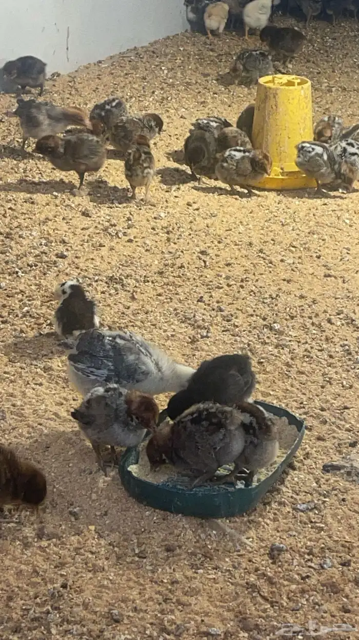 صوص مشكل فيومي وبلدي 2