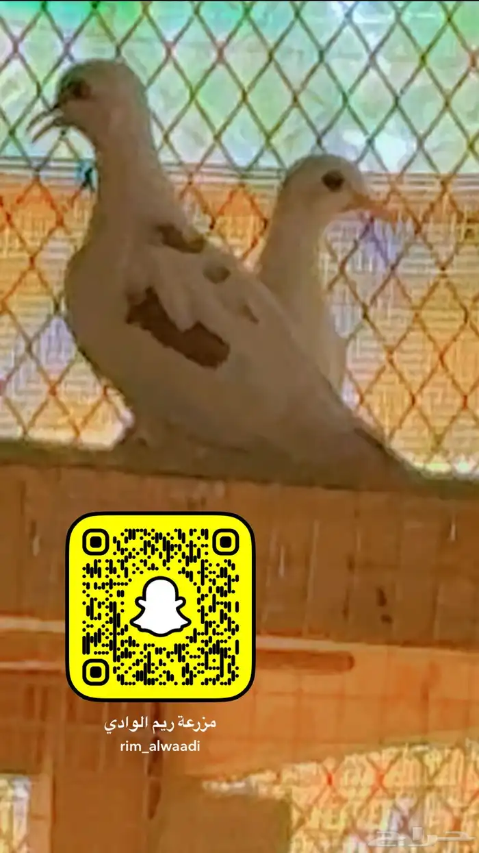 يمام ياكريم للبيع 1