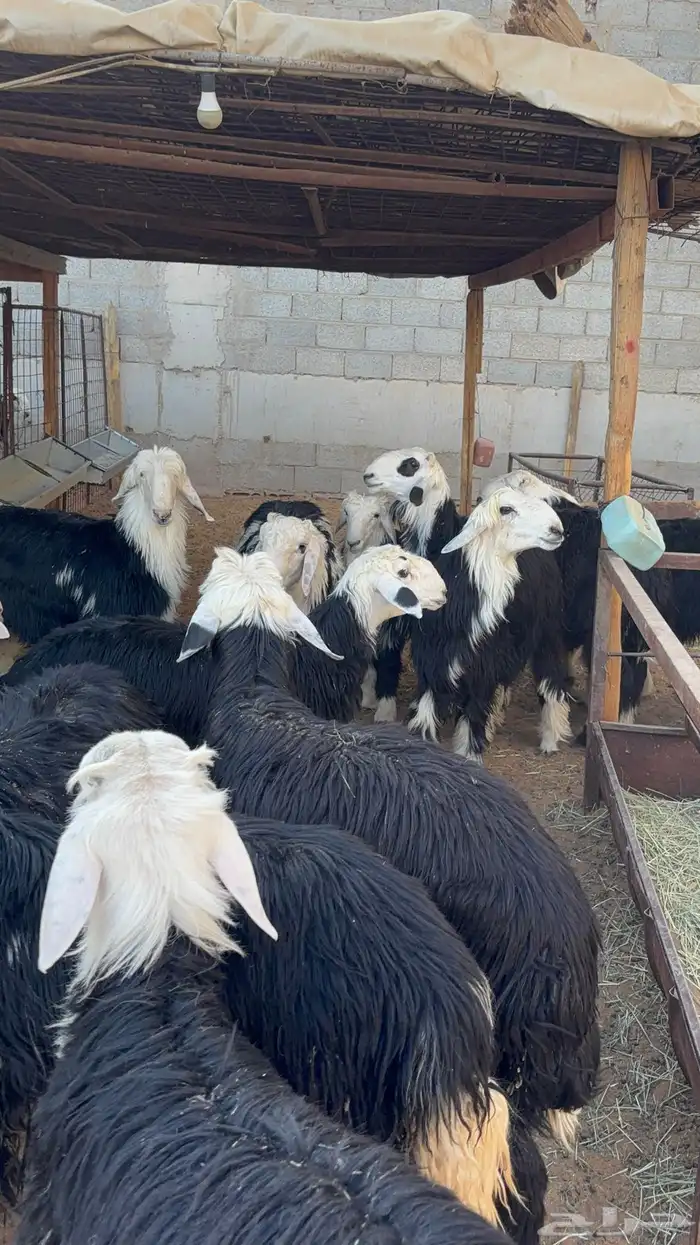 خرفان نجد ب 1350 10