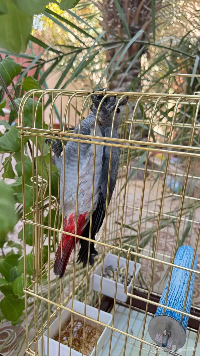 فرخ كاسيكو 2