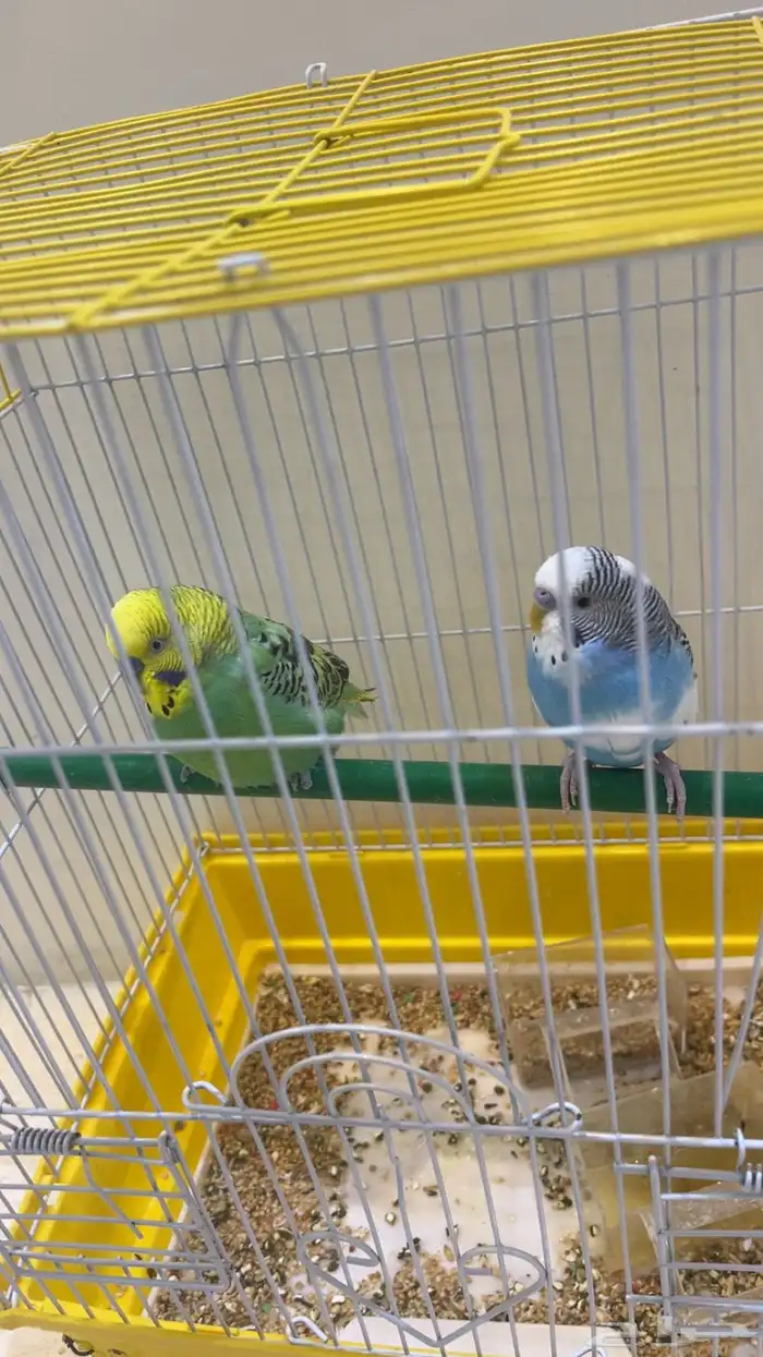 بادجي طيور 2