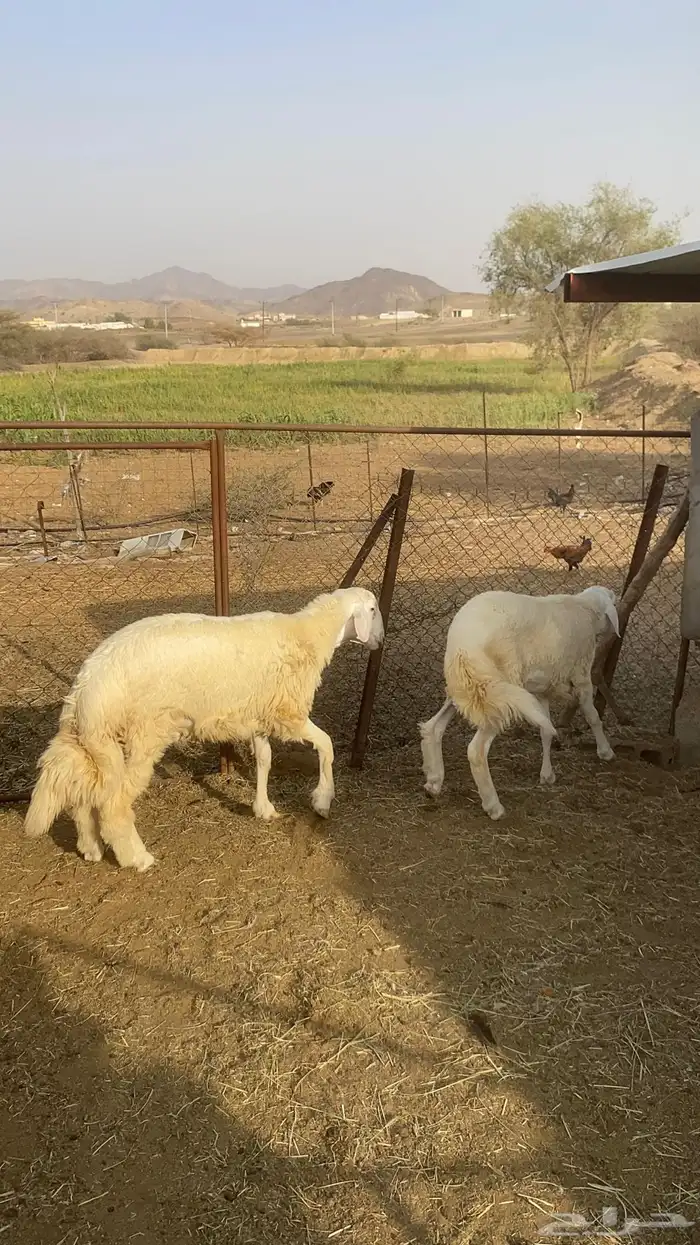 طليان 2