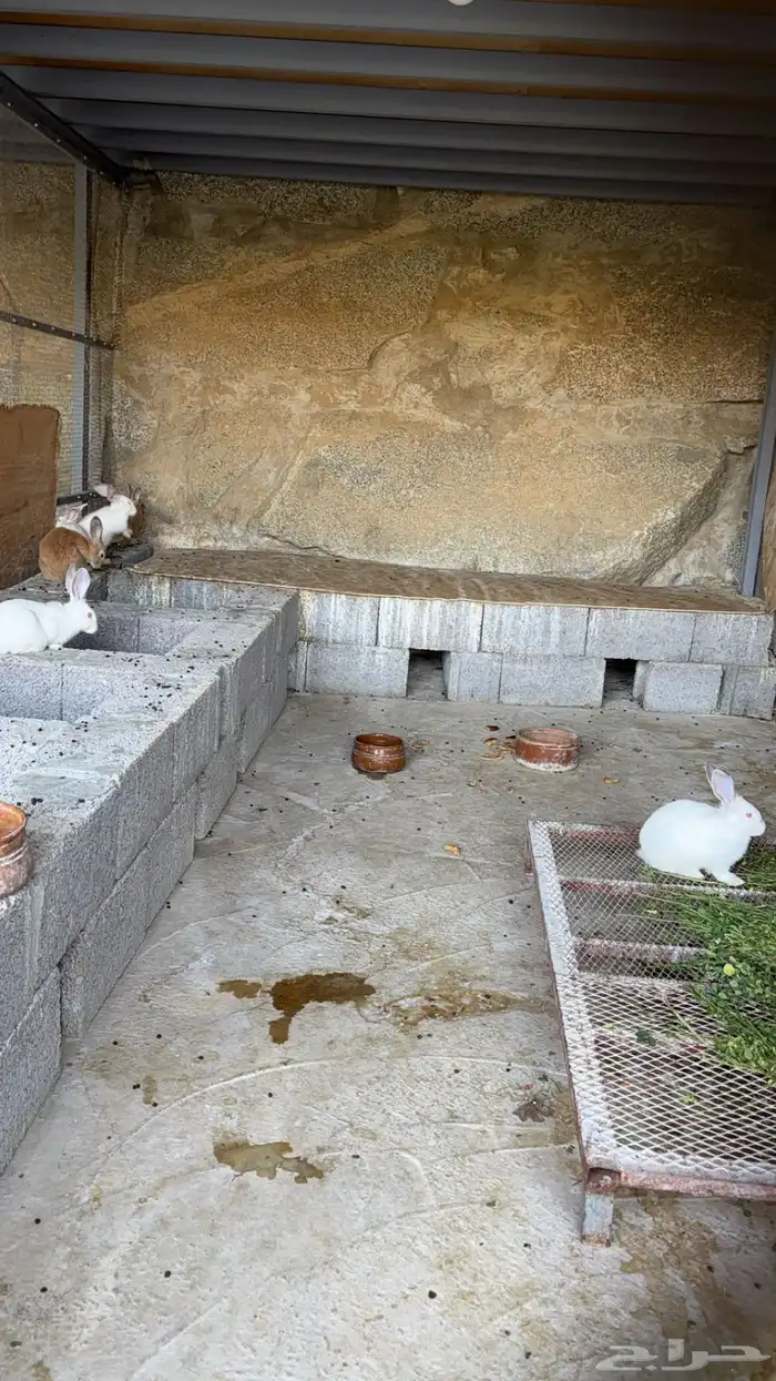 ارانب للبيع 0