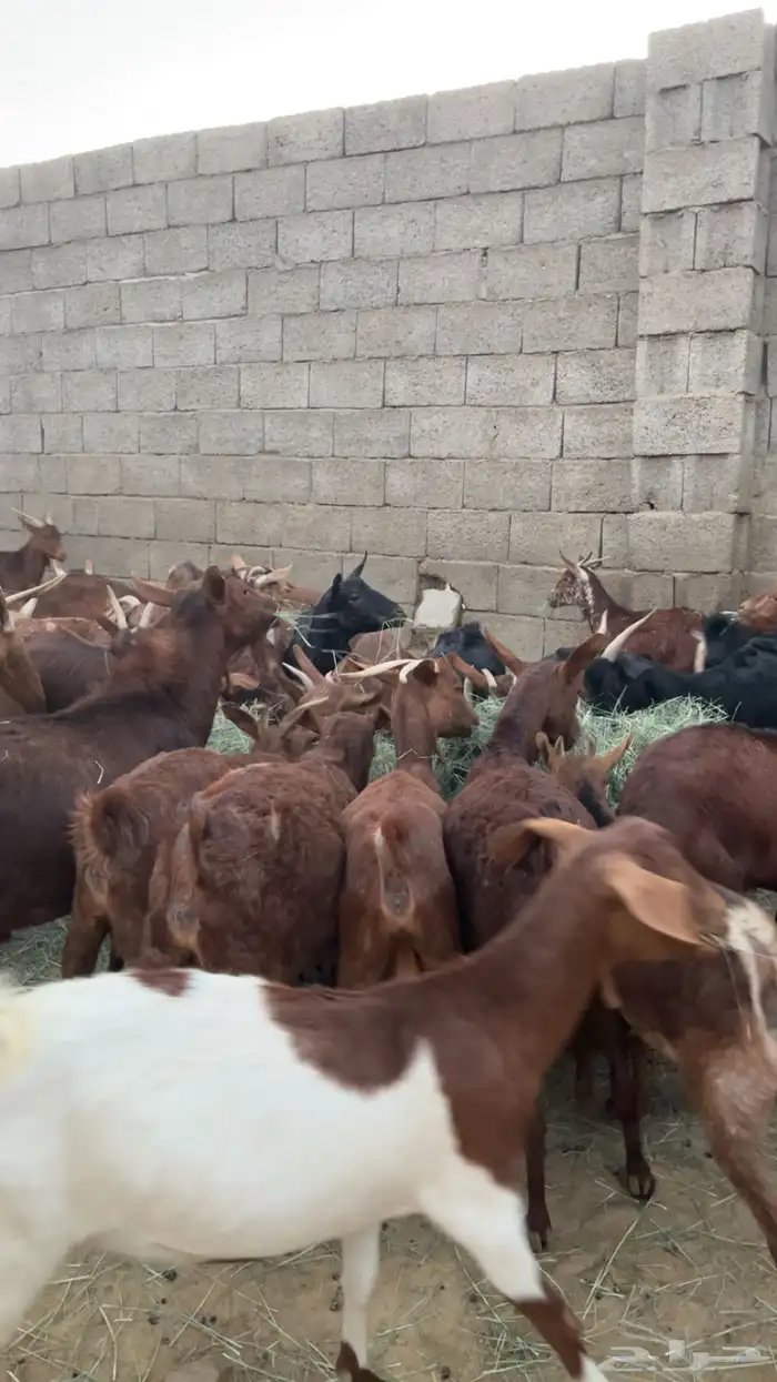 معزا حص كفو كفو 3