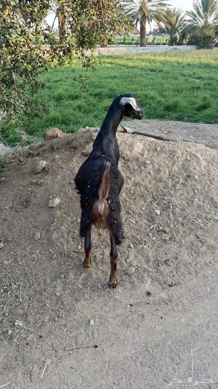 تيس سمين عمره تقريبا  سته اشهر 3