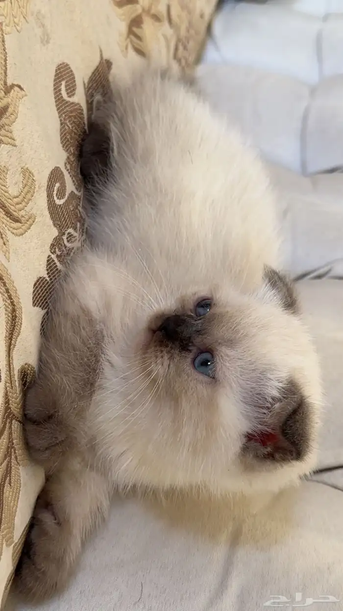 قط سكوتش ذكر العمر شهرين للبيع 1