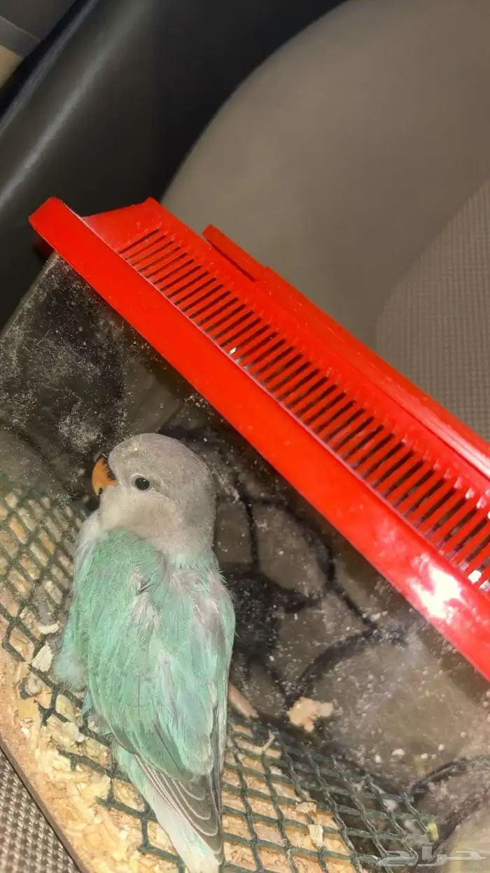 فرخ روز للبيع 0