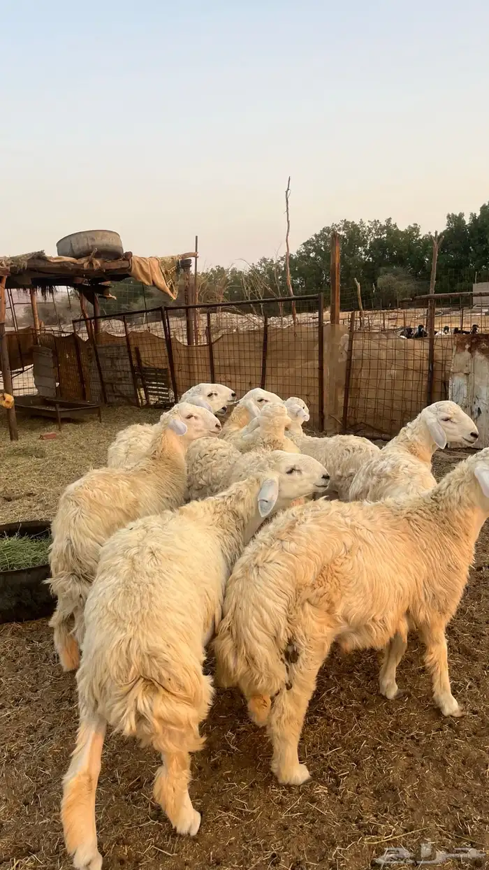 طليان جبره للبيع 1