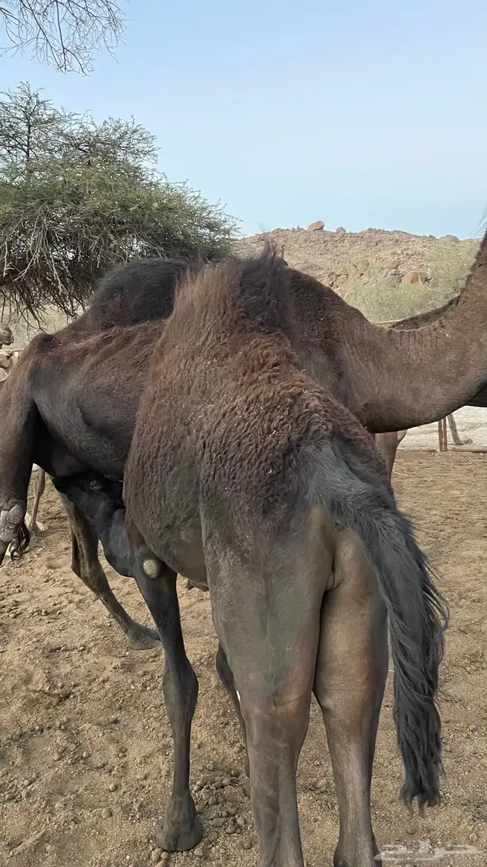 حاشي للبيع لباني 3