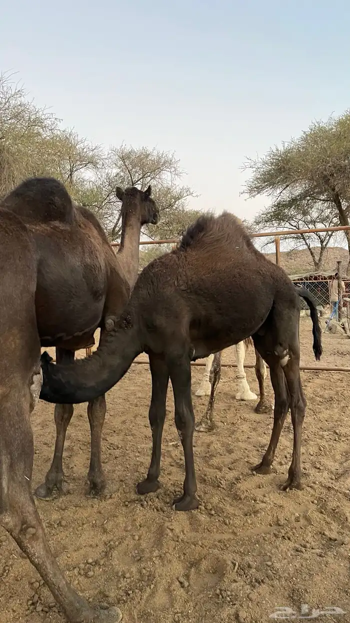 حاشي للبيع لباني 4