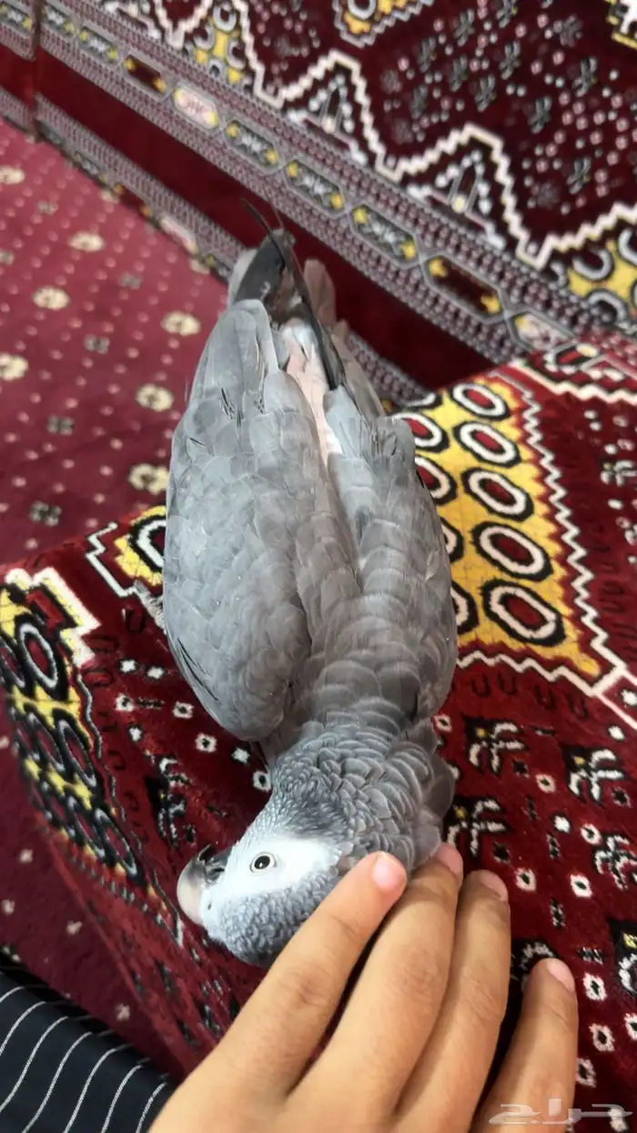 ببغاء كاسكو 2
