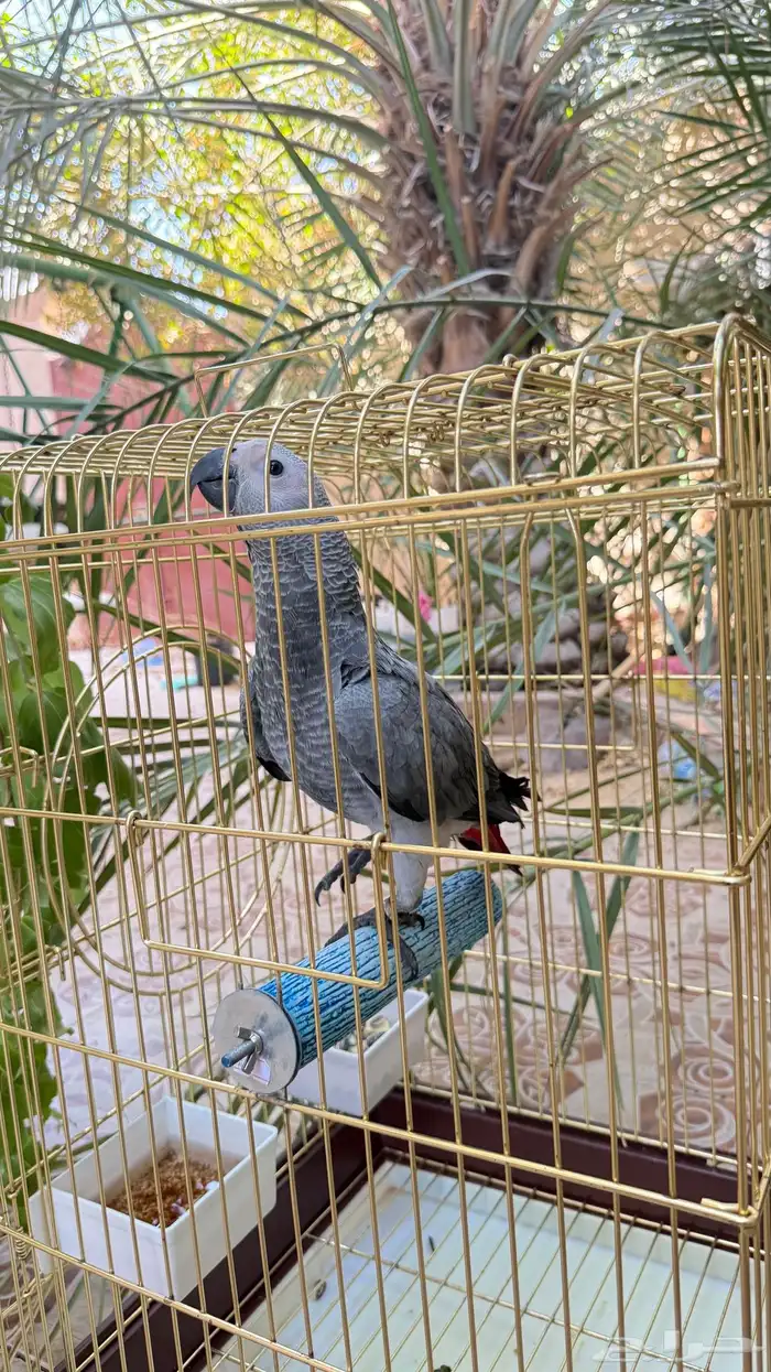 فرخ كاسيكو 4