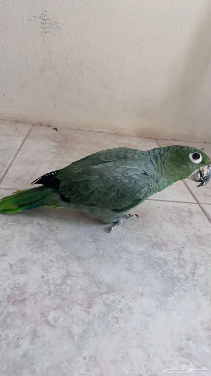 ببغاء امزوني 4