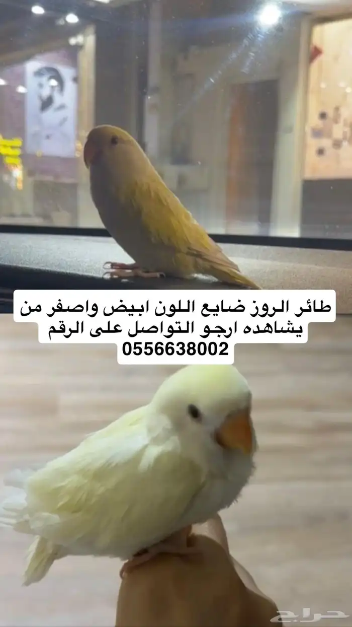 طائر روز مفقود 0