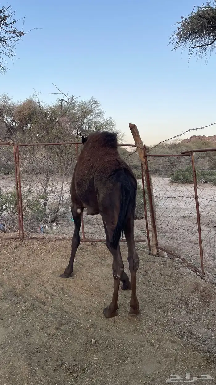 حاشي للبيع لباني 6