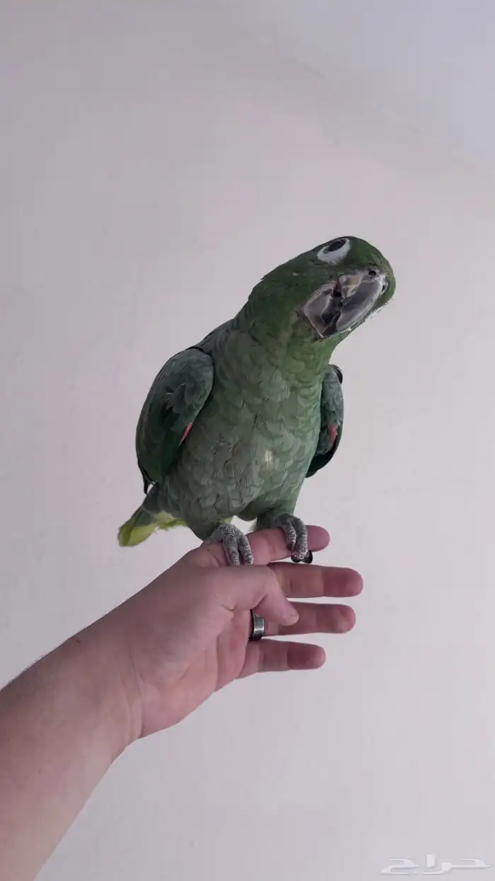 ببغاء امزوني 2